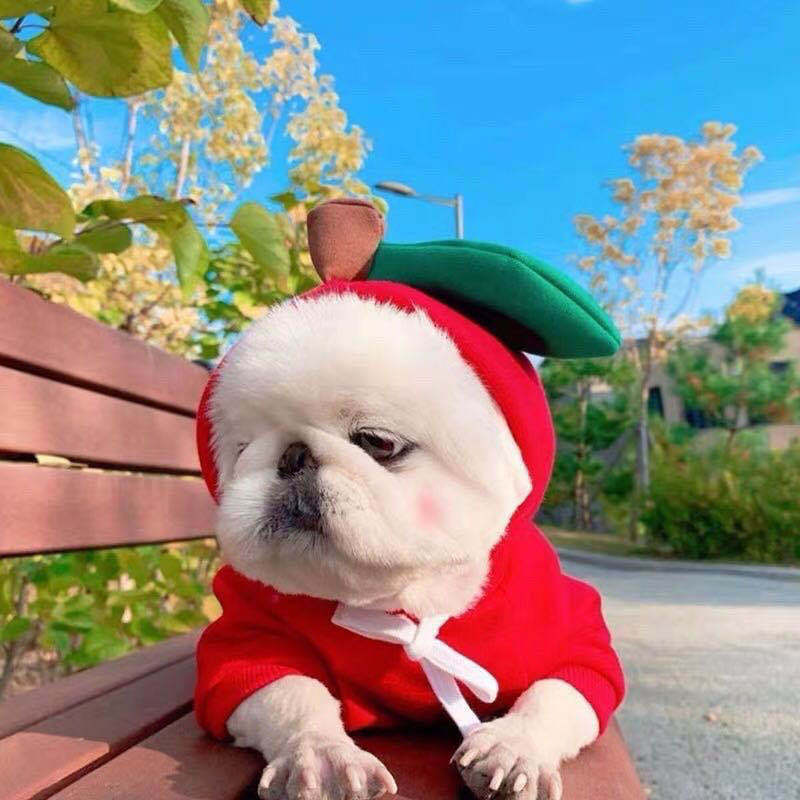 Dog wearing the apple fleece hoodie outdoors