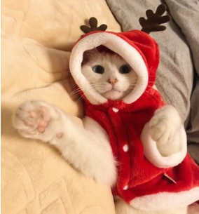 Santa Claus Hooded Coat for Small Dogs