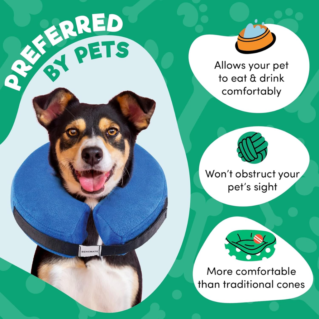 Dog wearing the inflatable recovery collar
