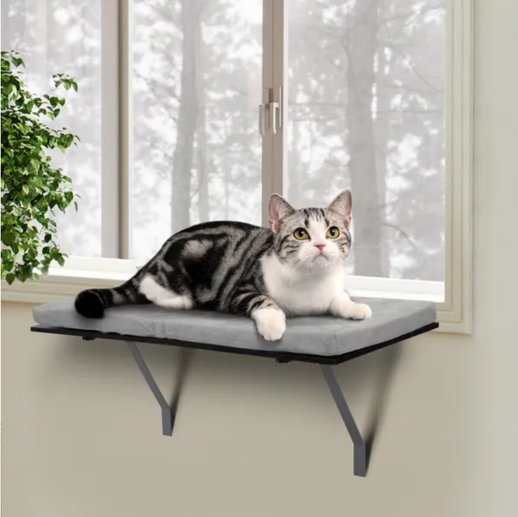 Cat relaxing on the window perch
