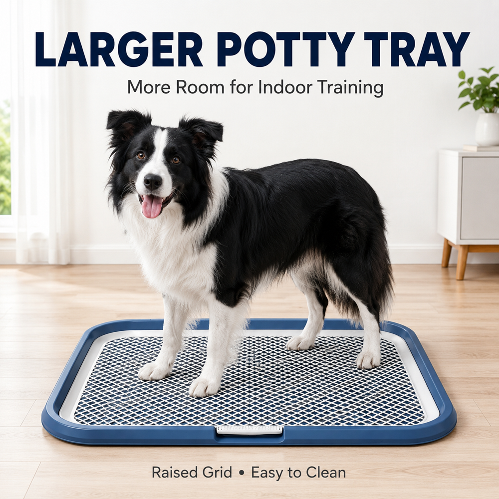 Dog on the potty tray with grid